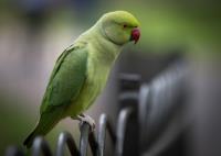 Parrot sits on the Fence�